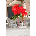 Ciuffi di palloncini, classici o a forma di cuore per decorazione o per lancio dei desideri. vari colori ed eventi